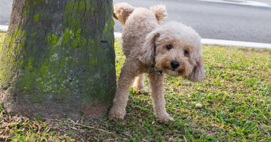 狗狗尿尿