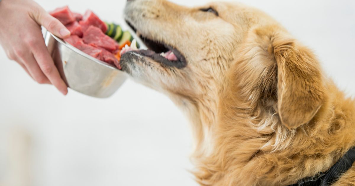 狗狗鮮食