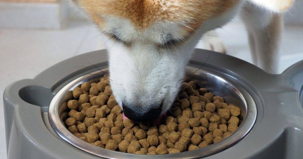 狗狗吃乾糧