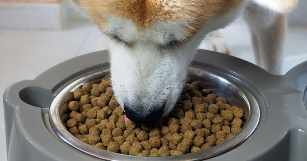 狗狗吃乾糧